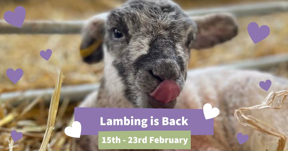 🐑 Lambing is Back at Thrift Farm February half term 2025 - Whaddon, Milton Keynes - Original Event Image | Animals, Entertainment, Family, Food/Drink, Fun, Half Term, Kids, Outdoor, Seasonal, Advance Booking, Baby/Toddlers, Play Area, Ticket Event | Suitable for: Toilets, Children, Free Parking, Parking Onsite 🐑 Lambing is Back at Thrift Farm February half term 2025 - Whaddon, Milton Keynes - February 15, 2025 10:00 AM at Thrift Farm, Buckingham Road, Whaddon, Milton Keynes, MK17 0EQ.