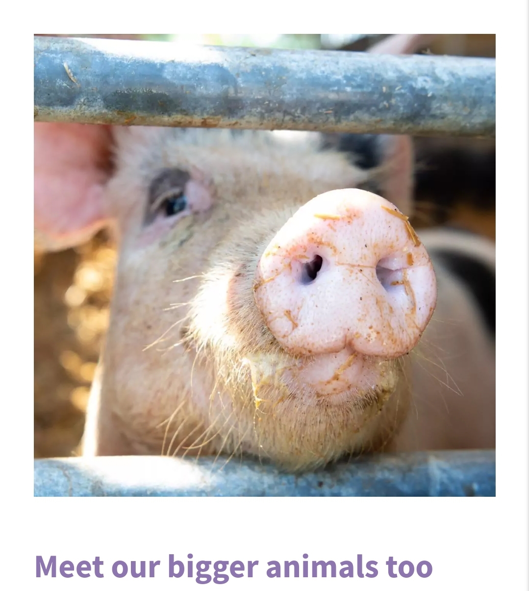 🐑 Lambing is Back at Thrift Farm February half term 2025 - Whaddon, Milton Keynes at Thrift Farm, Buckingham Road, Whaddon, Milton Keynes, MK17 0EQ. | Animals, Entertainment, Family, Food/Drink, Fun, Half Term, Kids, Outdoor, Seasonal, Advance Booking, Baby/Toddlers, Play Area, Ticket Event | Suitable for: Toilets, Children, Free Parking, Parking Onsite 🐑 Lambing is Back at Thrift Farm February half term 2025 - Whaddon, Milton Keynes - Event Image 3 February 15, 2025 10:00 AM