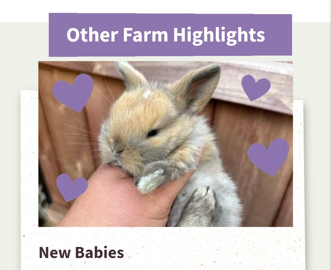 🐑 Lambing is Back at Thrift Farm February half term 2025 - Whaddon, Milton Keynes at Thrift Farm, Buckingham Road, Whaddon, Milton Keynes, MK17 0EQ. | Animals, Entertainment, Family, Food/Drink, Fun, Half Term, Kids, Outdoor, Seasonal, Advance Booking, Baby/Toddlers, Play Area, Ticket Event | Suitable for: Toilets, Children, Free Parking, Parking Onsite 🐑 Lambing is Back at Thrift Farm February half term 2025 - Whaddon, Milton Keynes - Event Image 4 February 15, 2025 10:00 AM