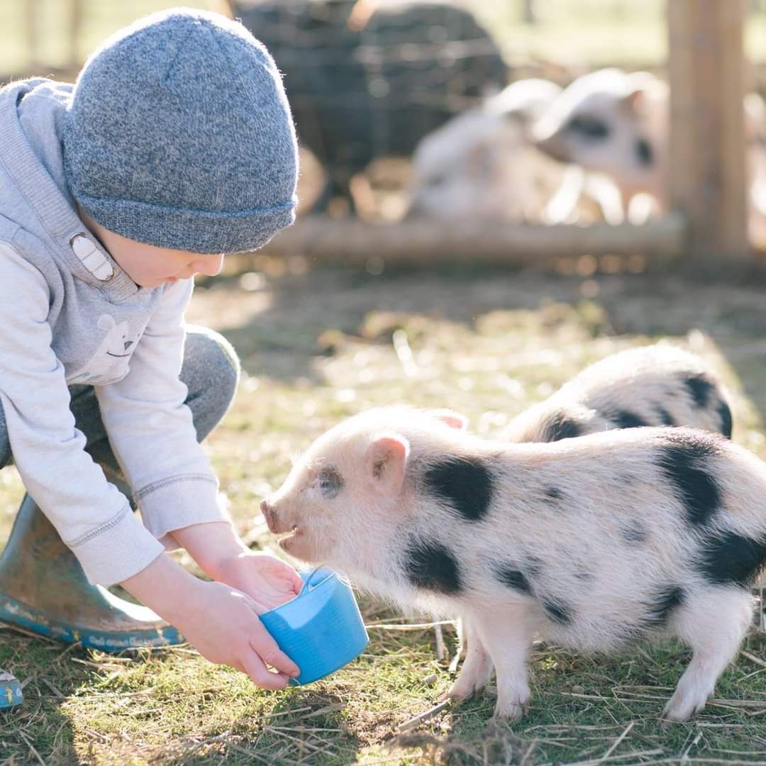 🐐 Family fun day - Bank Holiday Monday - Animal Edge, Millbrook - Event Image 2 August 26, 2024 10:00 AM