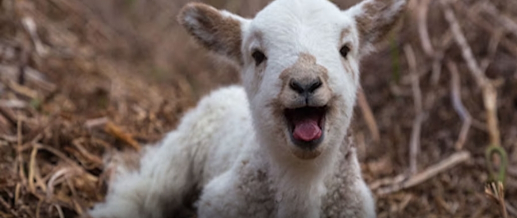 🐑 Spring Lamb Day at Manor Farm 2025 in Wilstead - Event Image 2 March 16, 2025 11:00 AM
