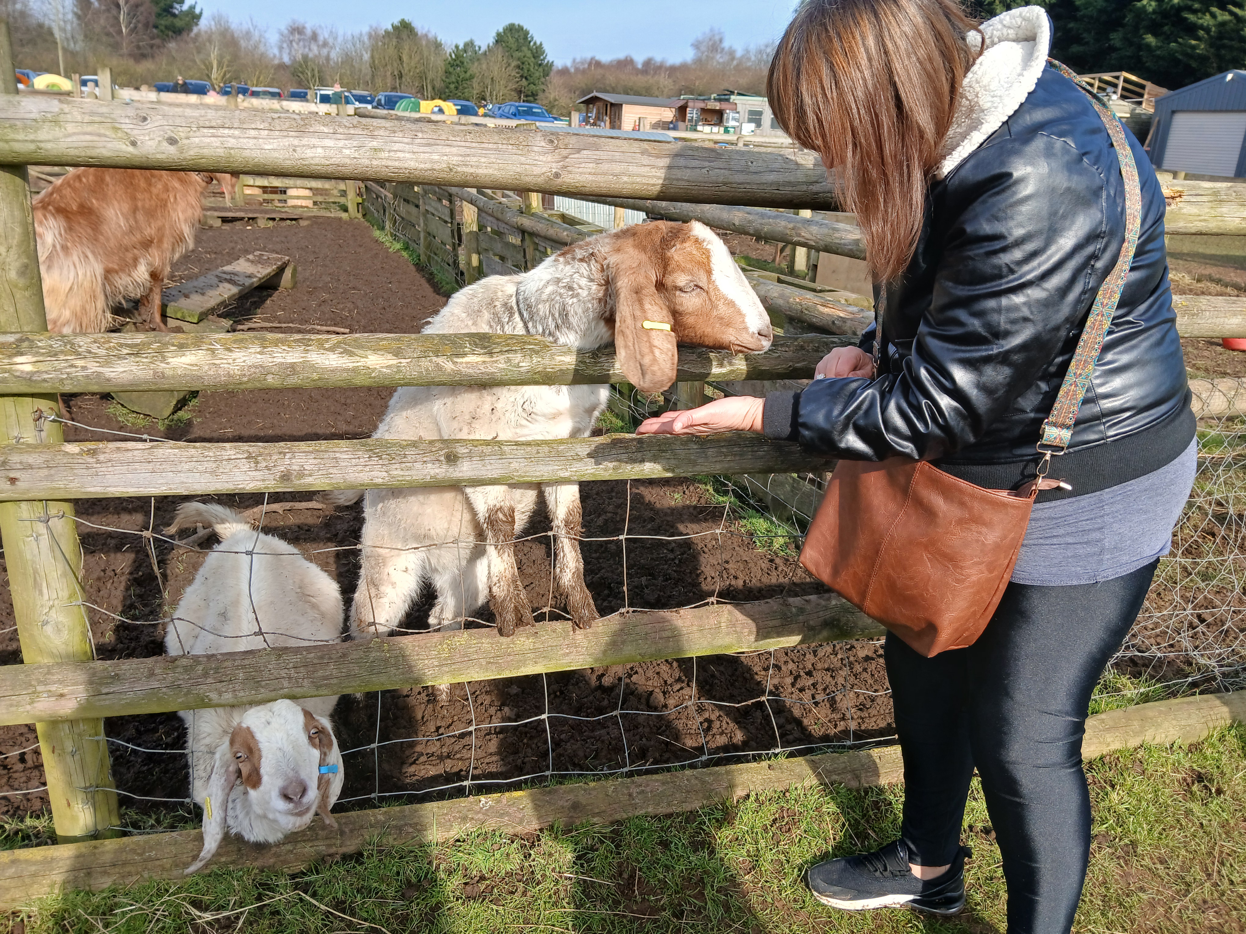 🐐 Animal Edge Farm - Winter Farm Visit 2025 - Event Image 8 March 01, 2025 10:00 AM