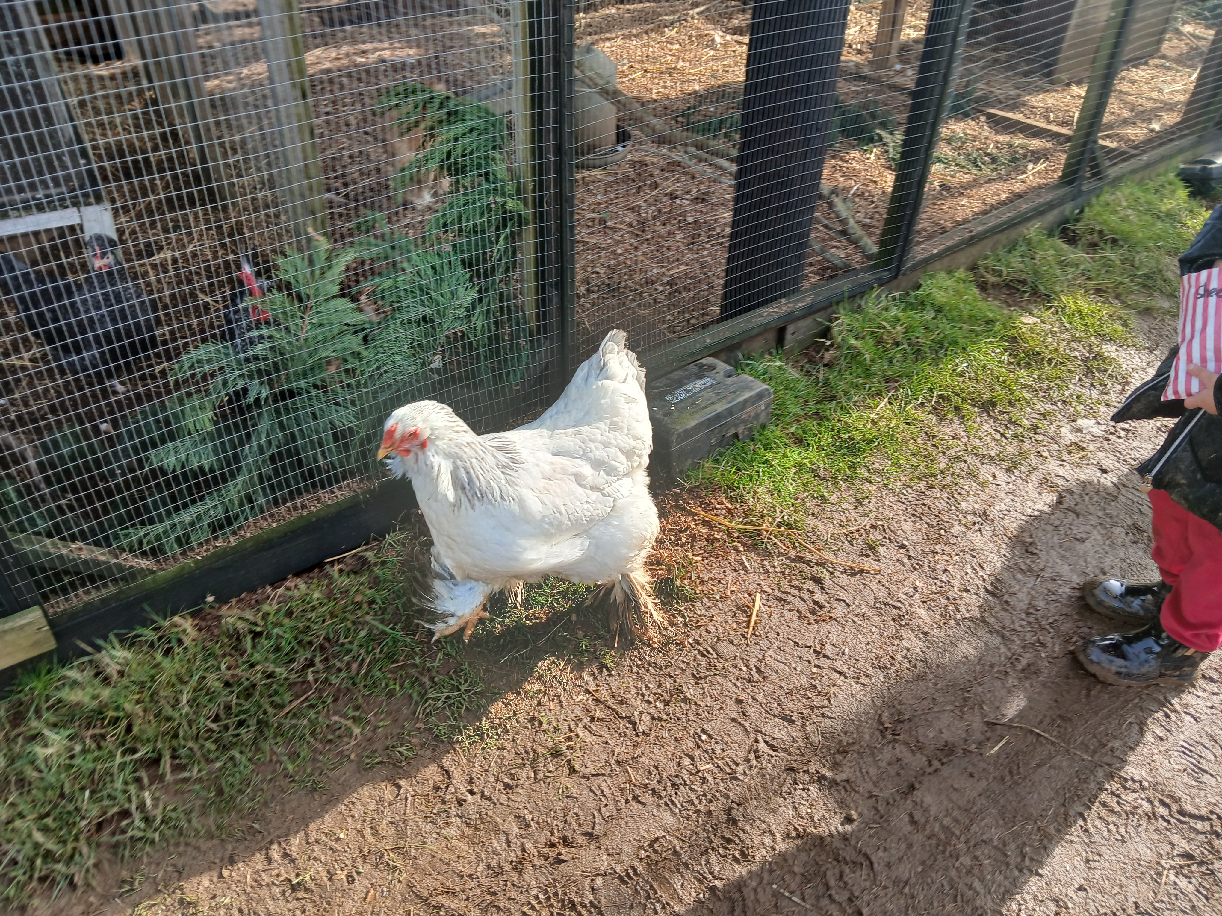 🐐 Animal Edge Farm - Winter Farm Visit 2025 - Event Image 14 March 01, 2025 10:00 AM