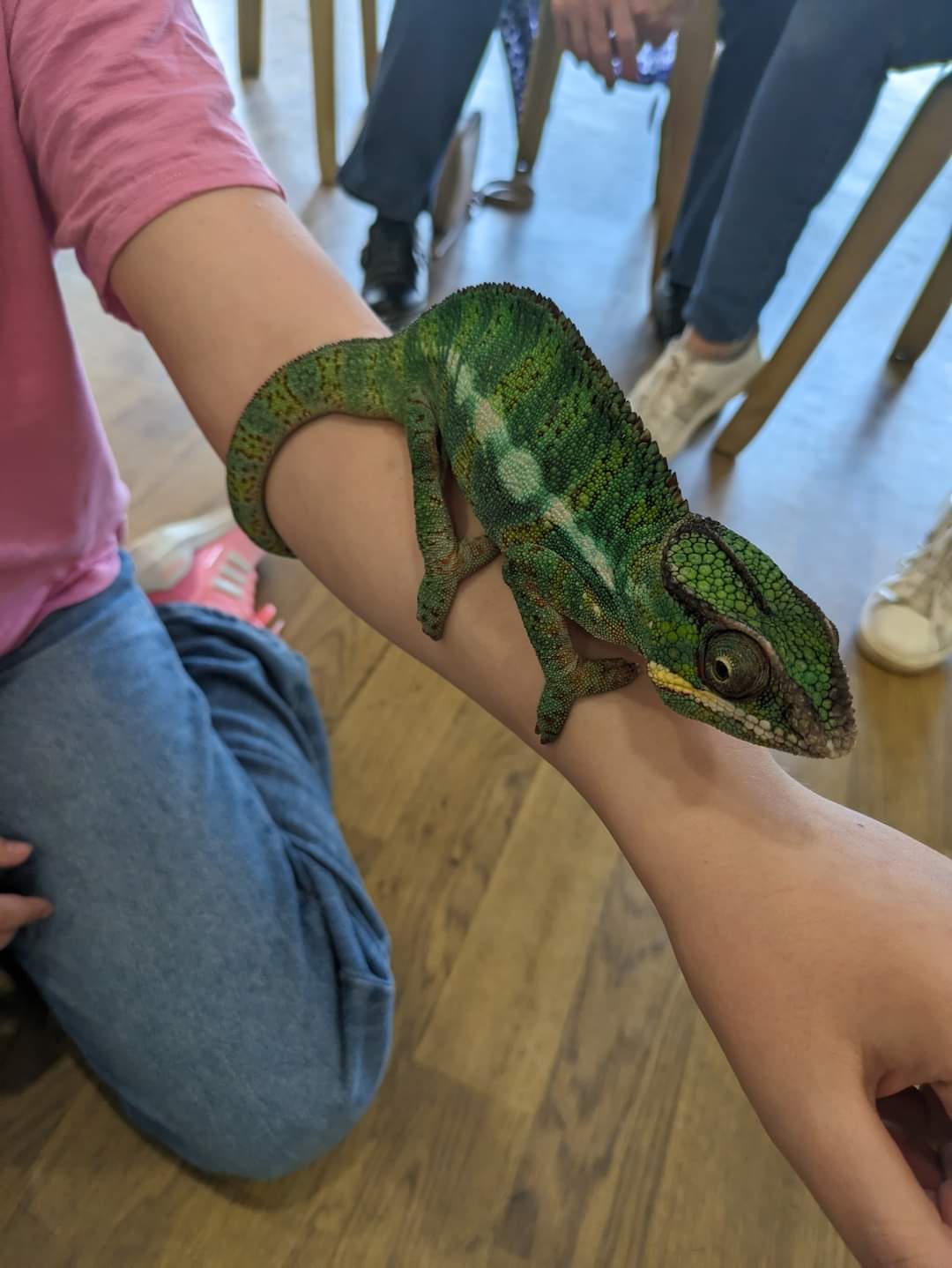 🦎 Safari Stu - Leighton Buzzard at Wright's Meadow Leighton Road, Leighton Buzzard, LU7 9HR | Family, Fun, Animals, Food/Drink, Kids, Education, Ticket Event | Suitable for: SEN, Children 🦎 Safari Stu - Leighton Buzzard - Event Image 3 August 21, 2024