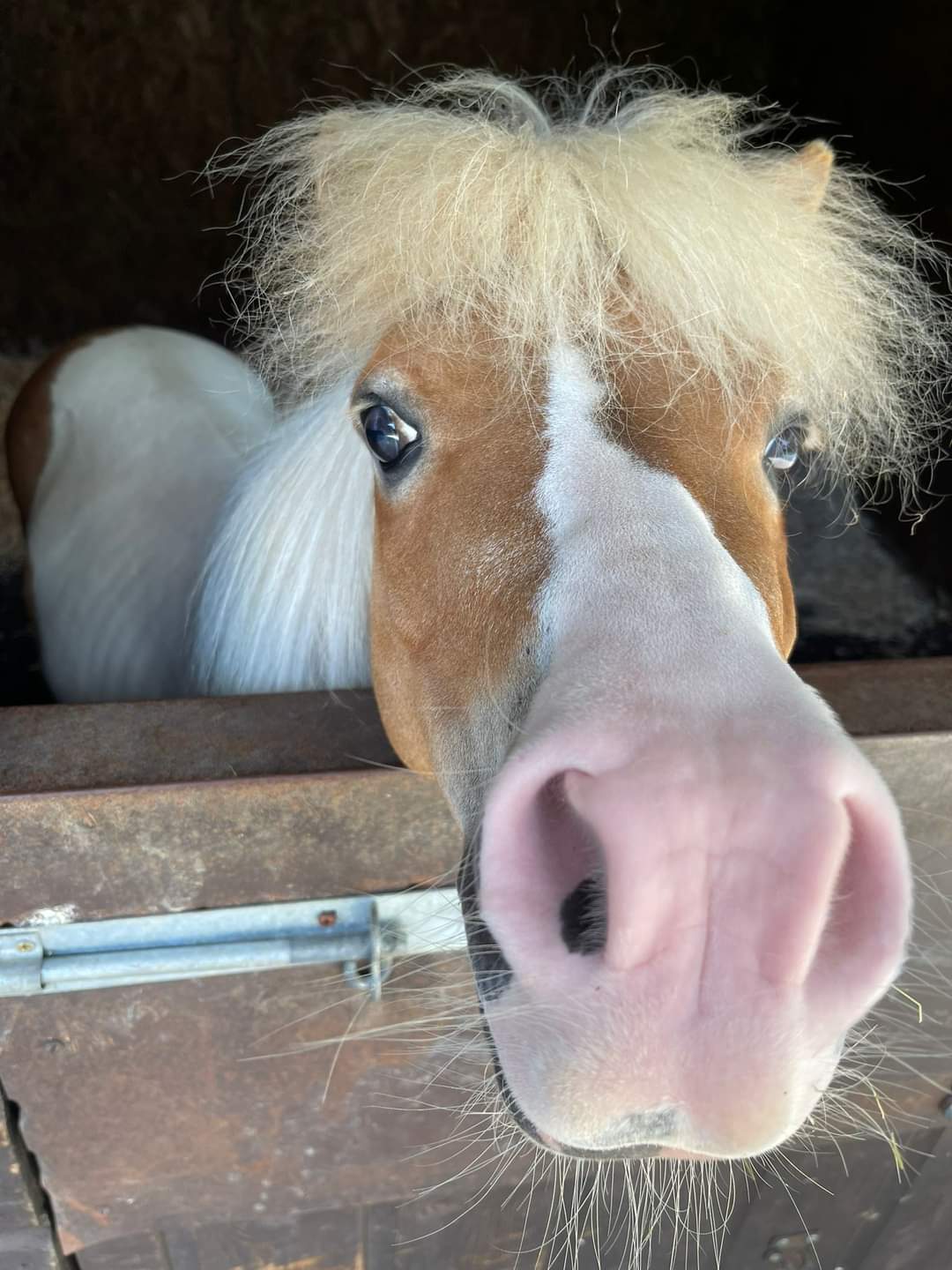 🐴 FREE MEET & GREET MINITURE PONIES - Event Image 3 July 28, 2024 10:30 AM