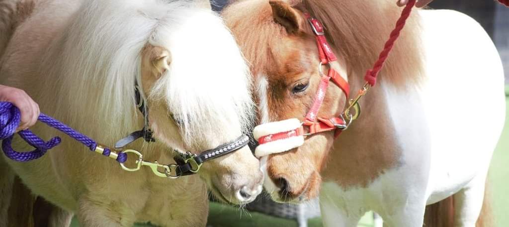 🐴 FREE MEET & GREET MINITURE PONIES - Event Image 4 July 28, 2024 10:30 AM
