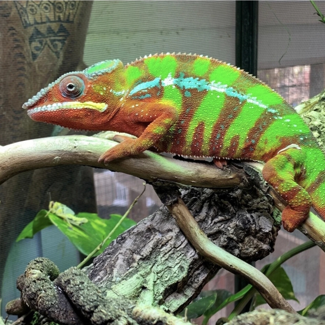 🦎 Amey Zoo Encounters at Standalone Farm, Letchworth - Easter Half Term 2025 - Event Image 2 April 07, 2025 09:00 AM