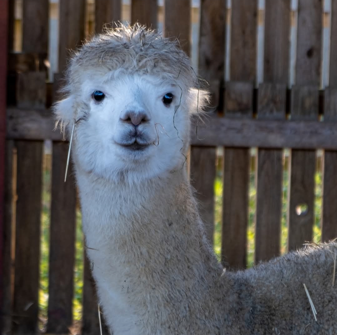 💖 Mum's Go Free at Standalone Farm on Mother's Day 2025 - Event Image 2 March 30, 2025 10:00 AM