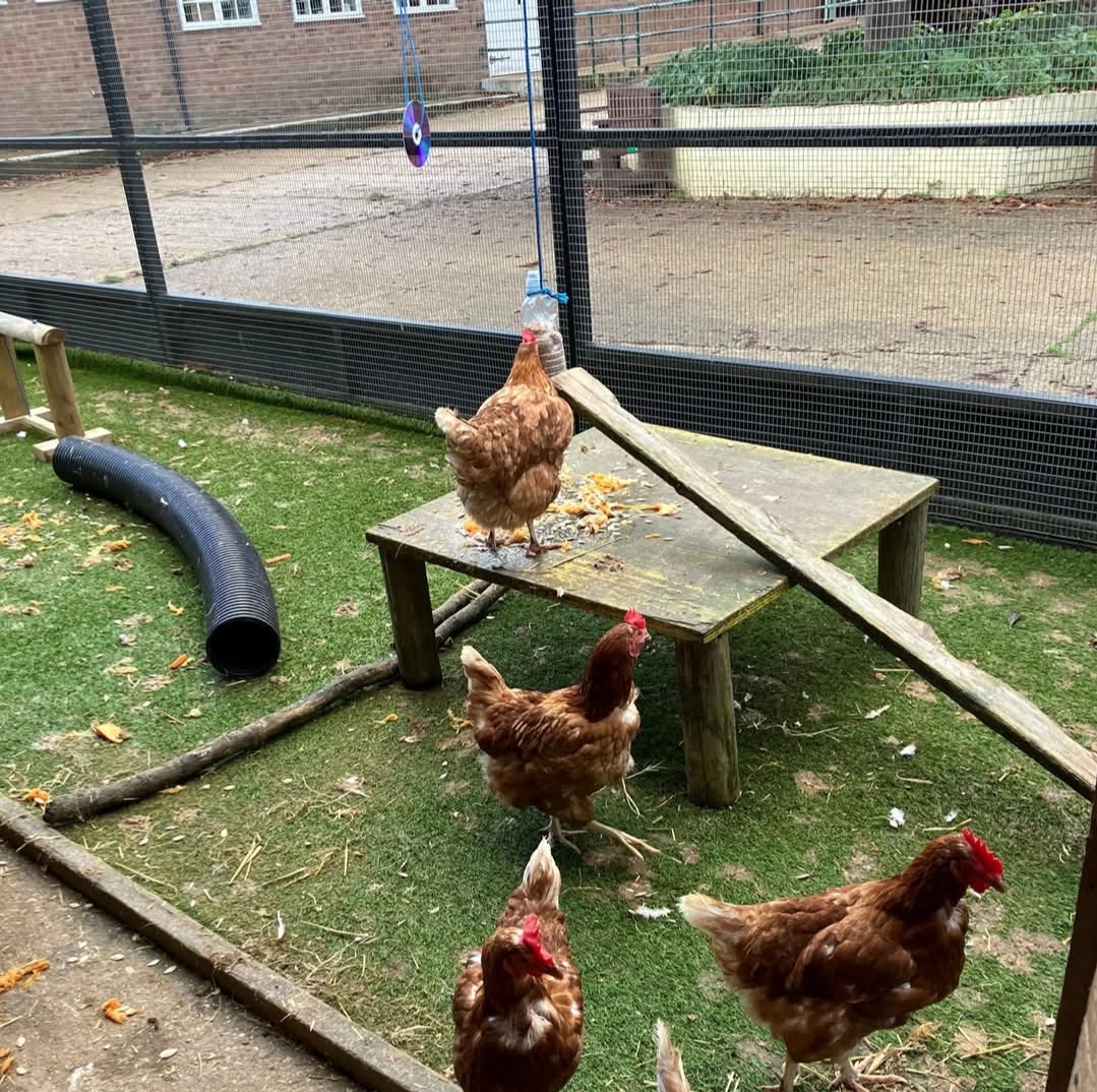 💖 Mum's Go Free at Standalone Farm on Mother's Day 2025 - Event Image 3 March 30, 2025 10:00 AM