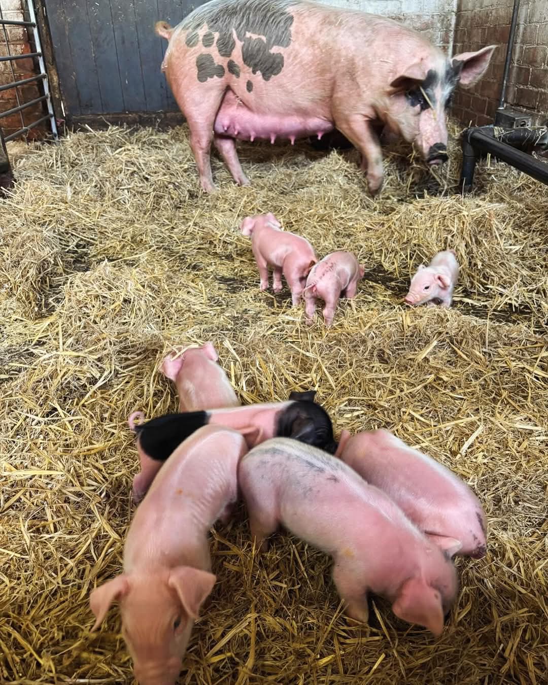 💖 Mum's Go Free at Standalone Farm on Mother's Day 2025 - Event Image 7 March 30, 2025 10:00 AM