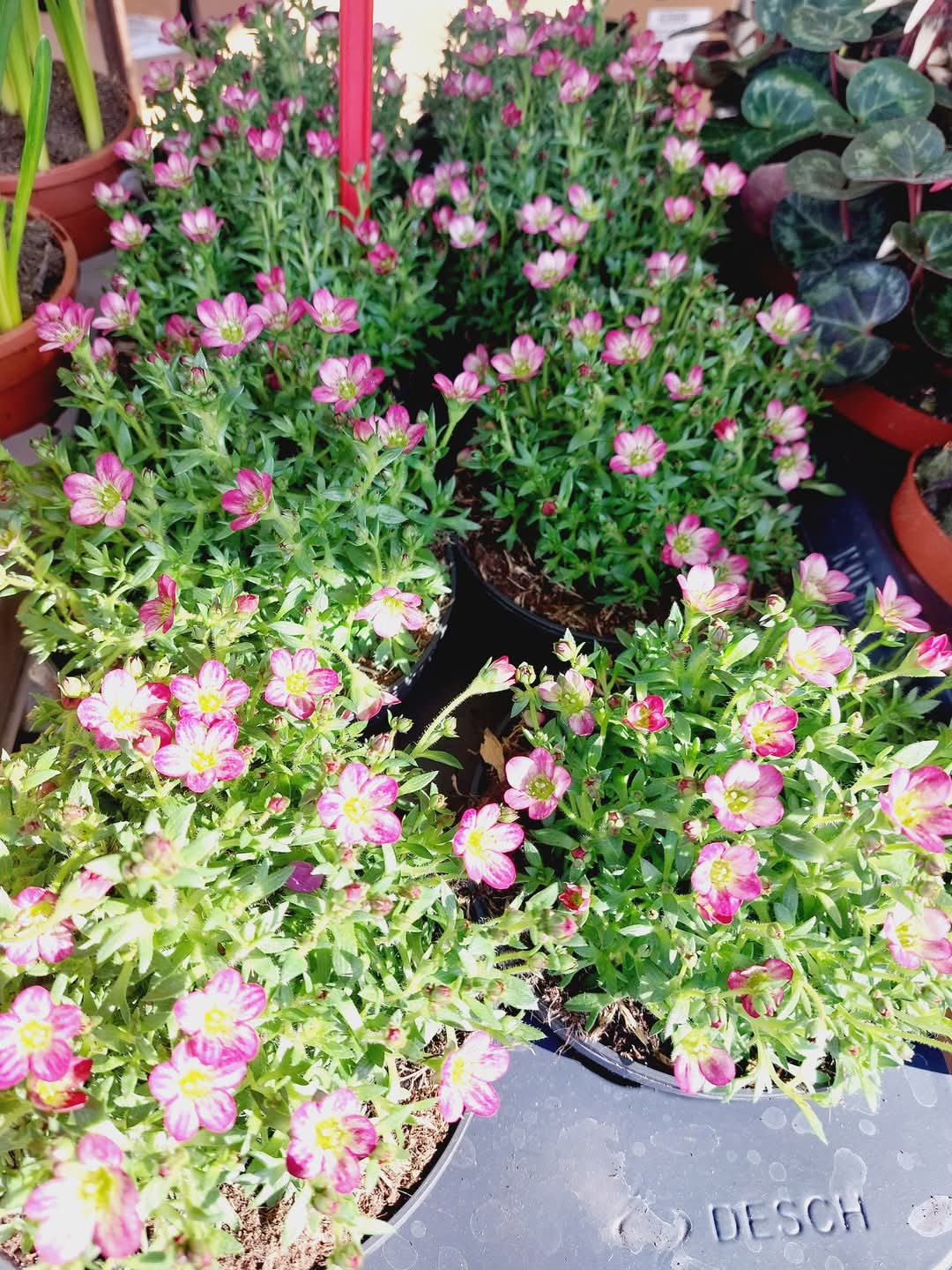 🤩 Flitwick Monthly Market - April 2025 - Event Image 5 April 21, 2025 10:00 AM