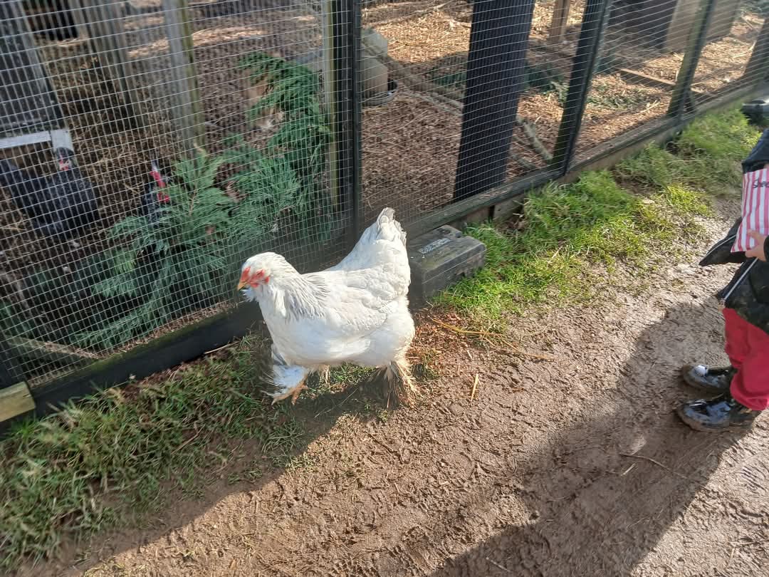🐤 Animal Edge - Easter Fun at the farm in Millbrook, 2025 at Animal Edge, Fordfield Road, Millbrook
MK45 2HZ | Advance Booking, Animals, Family, Food/Drink, Fun, Half Term, Kids, Outdoor, Play Area, Ticket Event | Suitable for: Children, Family, Free Parking, Parking Onsite, Toilets 🐤 Animal Edge - Easter Fun at the farm in Millbrook, 2025 - Event Image 5 April 11, 2025 10:00 AM