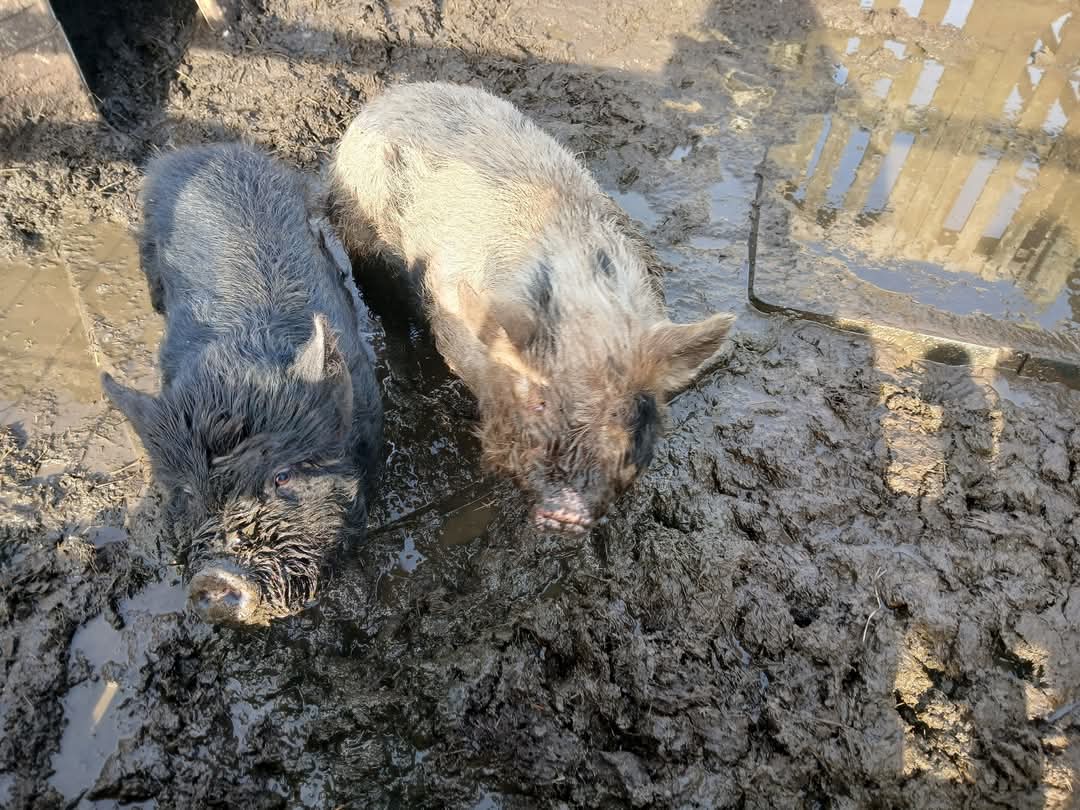 🐤 Animal Edge - Easter Fun at the farm in Millbrook, 2025 at Animal Edge, Fordfield Road, Millbrook
MK45 2HZ | Advance Booking, Animals, Family, Food/Drink, Fun, Half Term, Kids, Outdoor, Play Area, Ticket Event | Suitable for: Children, Family, Free Parking, Parking Onsite, Toilets 🐤 Animal Edge - Easter Fun at the farm in Millbrook, 2025 - Event Image 6 April 11, 2025 10:00 AM