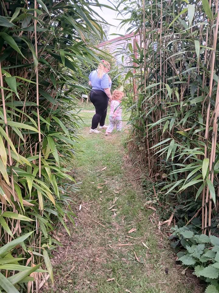 🌳 Shefford Maze 2025 (Hoo Hill Maze) - Event Image 14 June 15, 2025 10:00 AM