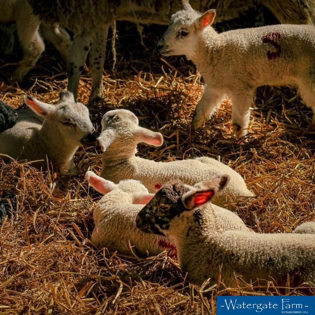 🐑 Watergate Farm Lambing Season 2025 - Hockliffe at Watergate Farm
Hockliffe
Nr Leighton Buzzard
Bedfordshire
LU7 9LN | Advance Booking, Animals, Attractions, Baby/Toddlers, Family, Food/Drink, Fun, Half Term, Kids, Outdoor, Weather Permitting, Automotive, Pay On Entry, Ticket Event | Suitable for: Accessible, Blue Badge Parking, Children, Family, Free Parking, Parking Onsite 🐑 Watergate Farm Lambing Season 2025 - Hockliffe - Event Image 3 April 18, 2025 10:30 AM