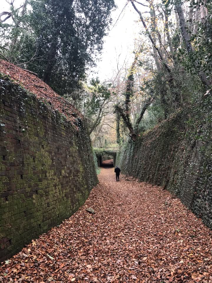 🌳 Exploring the Gaddesden Estate - Pass through the sunken 'Roman' road & hug a 400 year old tree - May 23, 2025 10:30 AM at Hemel Hempstead Garden Centre, 1 Piper's Hill, Great Gaddesden, Hemel Hempstead, HP1 3BY