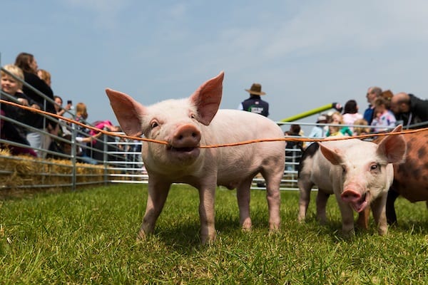 🎉 Hertfordshire County Show (just off Jct 9 on the M1) - Event Image 3 May 24, 2025 09:00 AM