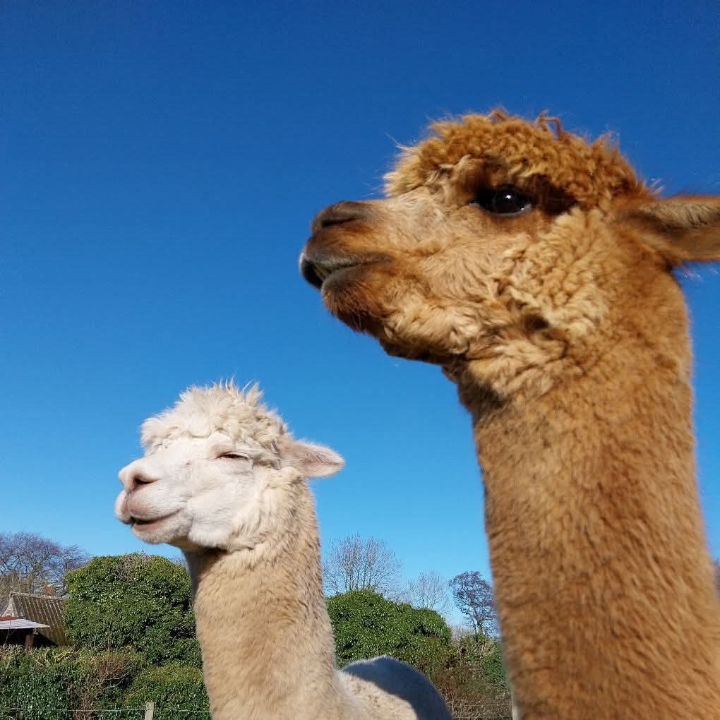 🦙 Wellbeing Walk with Alpacas - Charlton, Hitchin at The Windmill, Charlton Rd, Charlton, Hitchin SG5 2AE | Adults, Advance Booking, Animals, Fun, Health & Wellbeing, Outdoor, Social | Suitable for: Family 🦙 Wellbeing Walk with Alpacas - Charlton, Hitchin - Event Image 2 May 13, 2025 11:00 AM