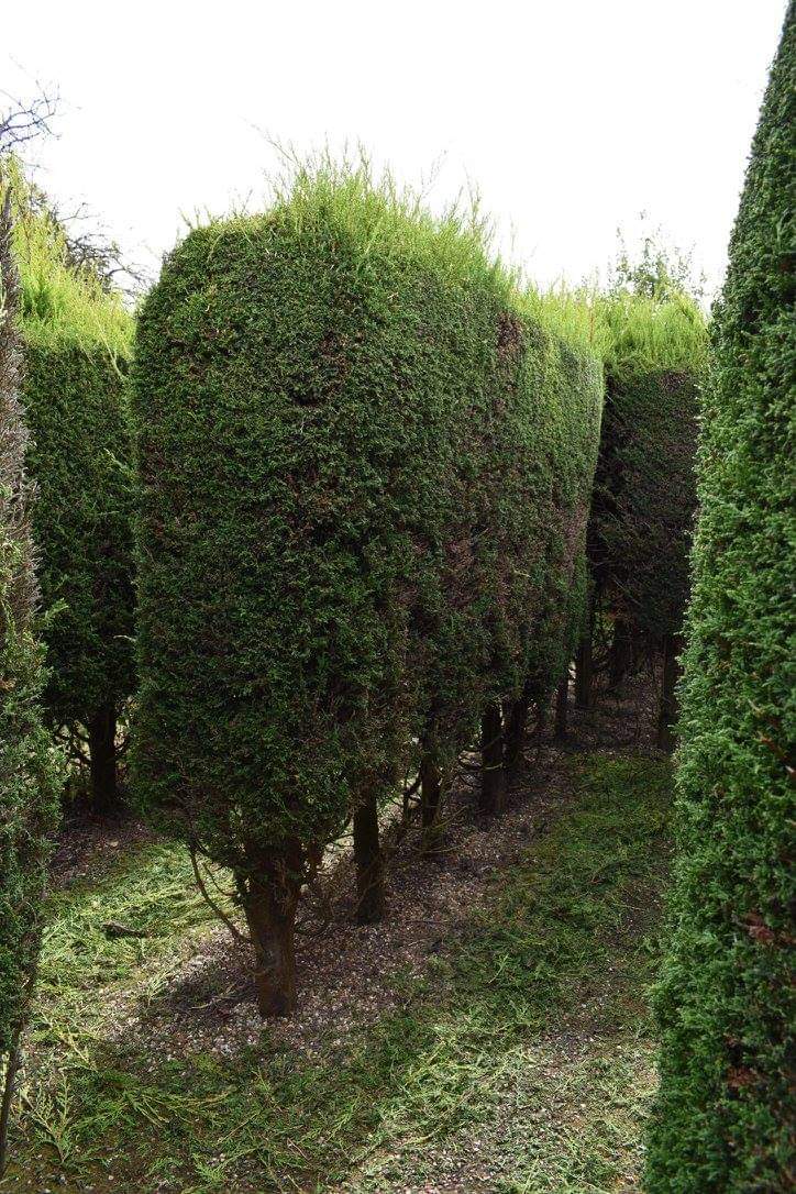 🌺 HOO HILL MAZE IN SHEFFORD BEDFORDSHIRE - Event Image 6 July 28, 2024 02:00 PM