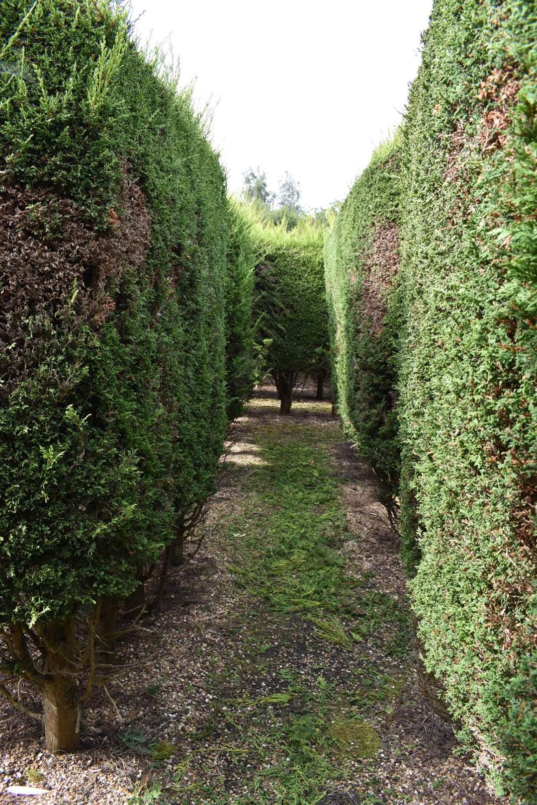 🌺 HOO HILL MAZE IN SHEFFORD BEDFORDSHIRE - Event Image 7 July 28, 2024 02:00 PM