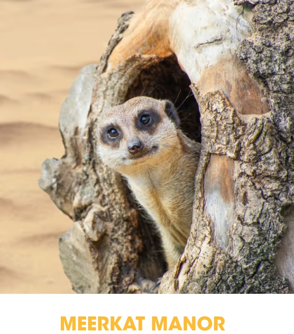 🎠 Wicksteed Park May Half Term 2025 (Optional camping) - Event Image 4 May 27, 2025 10:30 AM