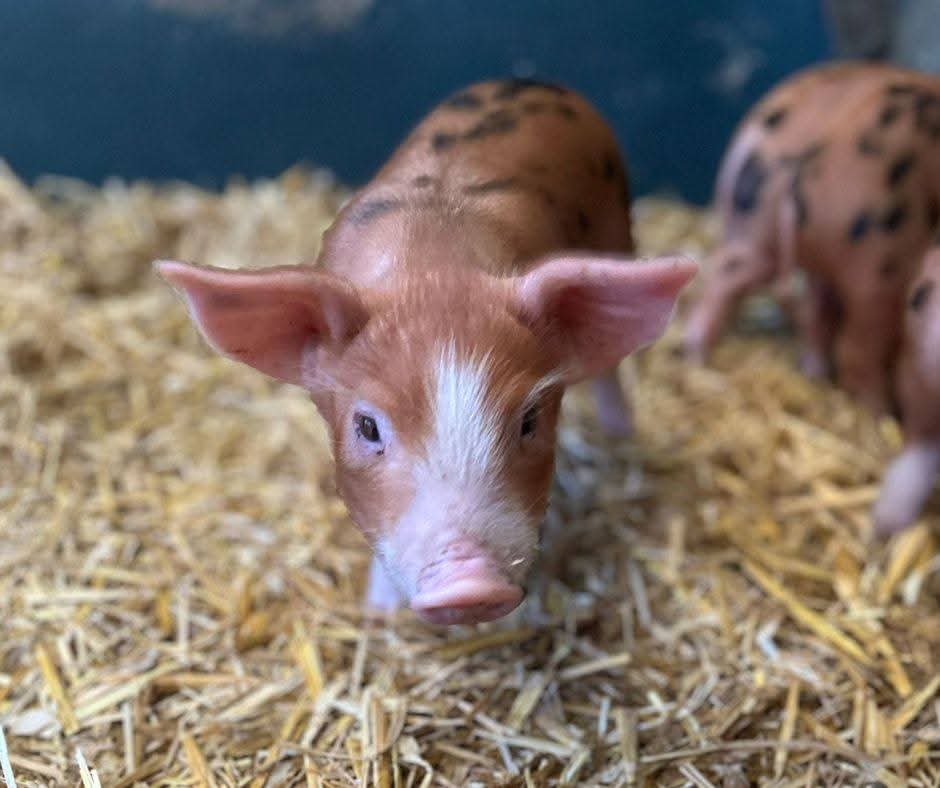 🎪 HOGFEST 2025 -  Hogshaw Farm May Half Term 2025 - Event Image 4 May 27, 2025 10:00 AM