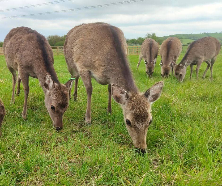 🦅 Dad's & Grandad's go FREE at Hogshaw Farm & Wildlife Park - Buckinghamshire  - Event Image 4 June 14, 2025 10:00 AM