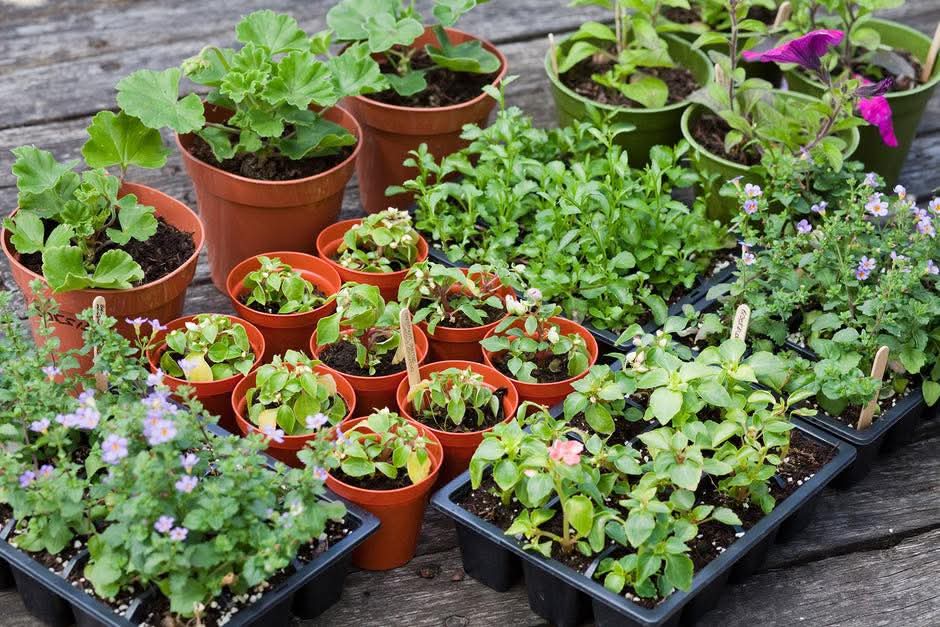 🪴 Stondon Garden Festival 2025 at All Saints Church, 2 Meppershall Rd, Upper Stondon, Lower Stondon, Henlow SG16 6LJ | Activities, Baby/Toddlers, Creative, Entertainment, Family, Food/Drink, Free Entry, Fun, Indoor, Music, Outdoor, Play Area, Stalls, Adults | Suitable for: Children, Family, Toilets 🪴 Stondon Garden Festival 2025 - Event Image 2 June 07, 2025 12:00 PM