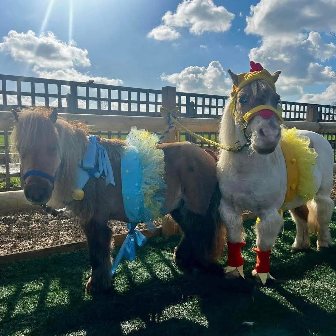 🐴 Miniature Pony Experience - Woburn Sands at Woburn Sands Emporium, Newport Road, Woburn Sands, Milton Keynes, MK17 8UF | Advance Booking, Animals, Education, Family, Fun, Half Term, Kids, Low Cost, Outdoor, Social, Ticket Event | Suitable for: Accessible, Baby Changing, Blue Badge Parking, Free Parking, Parking Onsite, Children, Toilets 🐴 Miniature Pony Experience - Woburn Sands - Event Image 2 August 05, 2025 10:00 AM