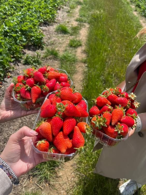 🍓 Home Ed & Childminders day at the farm - Moggerhanger  - June 09, 2025 09:00 AM at The Secret Farm, Blunham Road, Moggerhanger, MK44 3RA