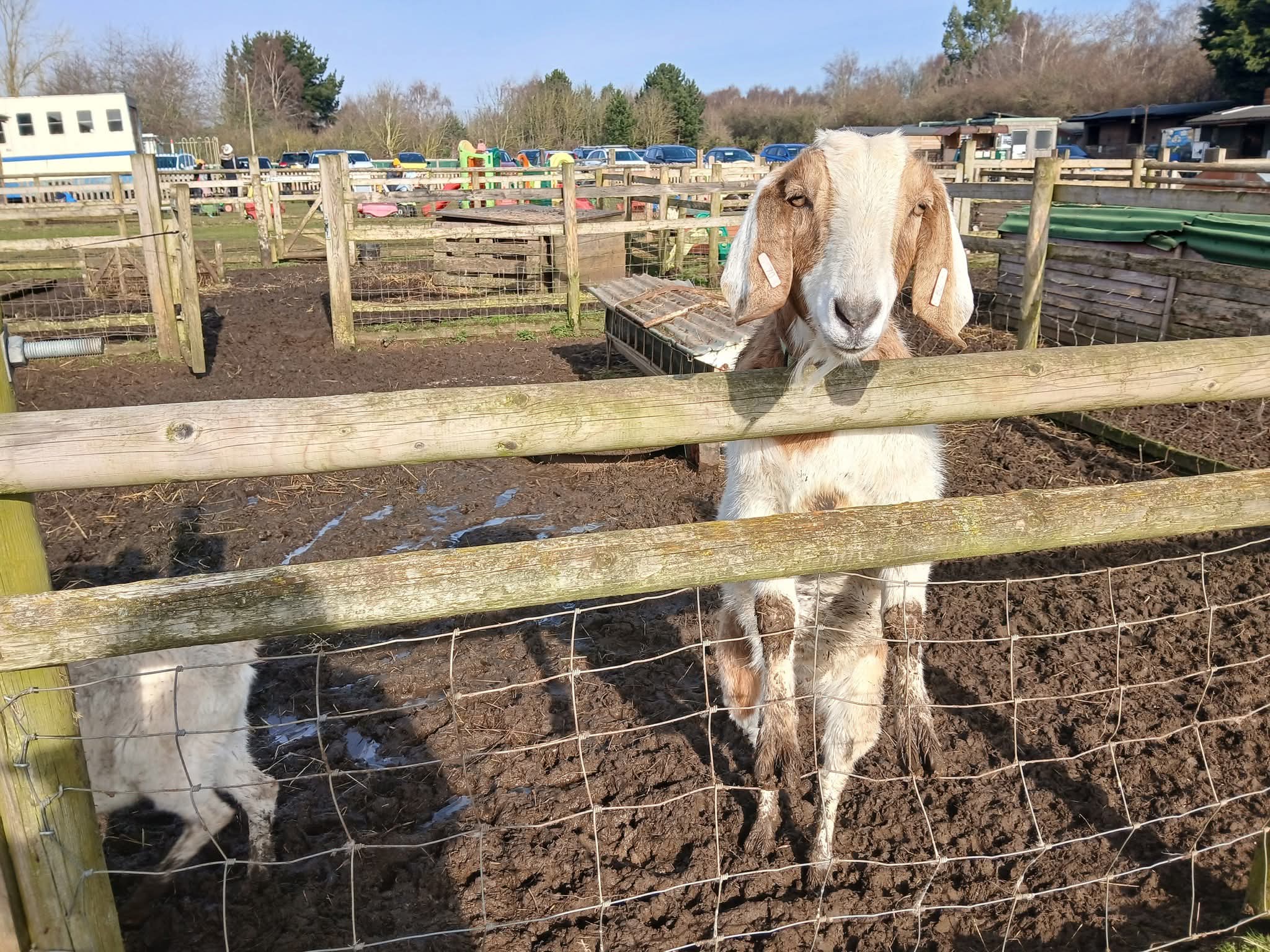 🐰 Family Fun Day 2025 - Animal Edge Farm, Millbrook at Animal Edge, Fordfield Road, Millbrook
MK45 2HZ | Advance Booking, Animals, Attractions, Baby/Toddlers, Family, Food/Drink, Fun, Half Term, Kids, Low Cost, Play Area, Ticket Event, Outdoor | Suitable for: Children, Family, Free Parking, Parking Onsite, Toilets 🐰 Family Fun Day 2025 - Animal Edge Farm, Millbrook - Event Image 6 August 25, 2025 10:00 AM
