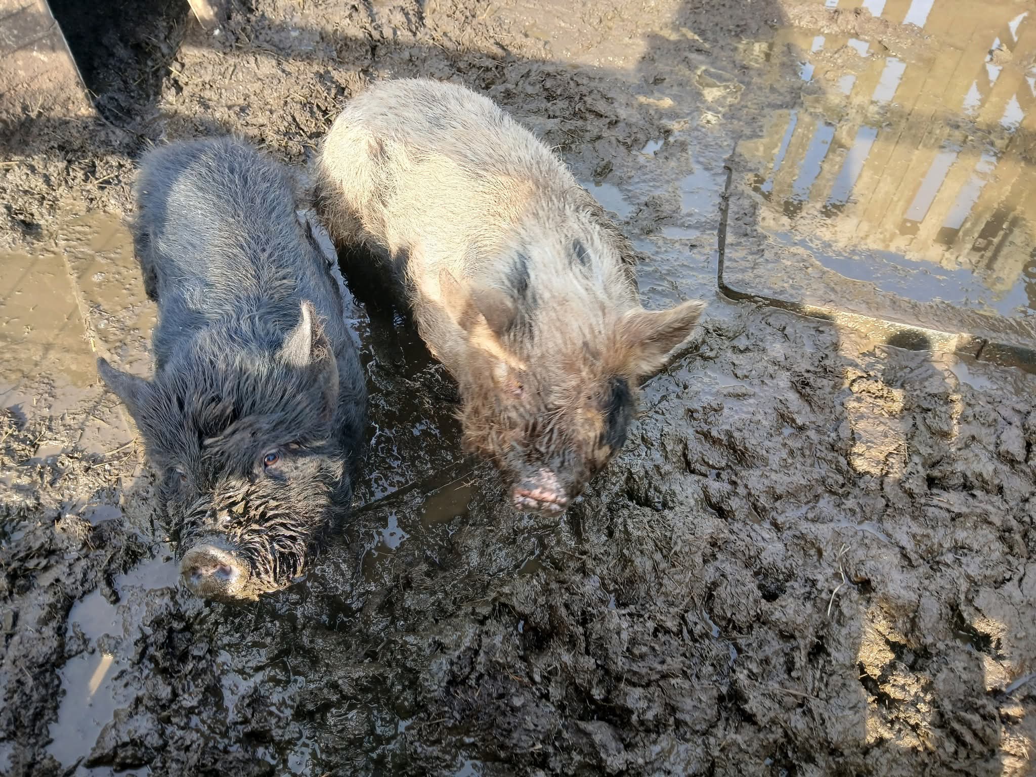 🐰 Family Fun Day 2025 - Animal Edge Farm, Millbrook at Animal Edge, Fordfield Road, Millbrook
MK45 2HZ | Advance Booking, Animals, Attractions, Baby/Toddlers, Family, Food/Drink, Fun, Half Term, Kids, Low Cost, Play Area, Ticket Event, Outdoor | Suitable for: Children, Family, Free Parking, Parking Onsite, Toilets 🐰 Family Fun Day 2025 - Animal Edge Farm, Millbrook - Event Image 7 August 25, 2025 10:00 AM
