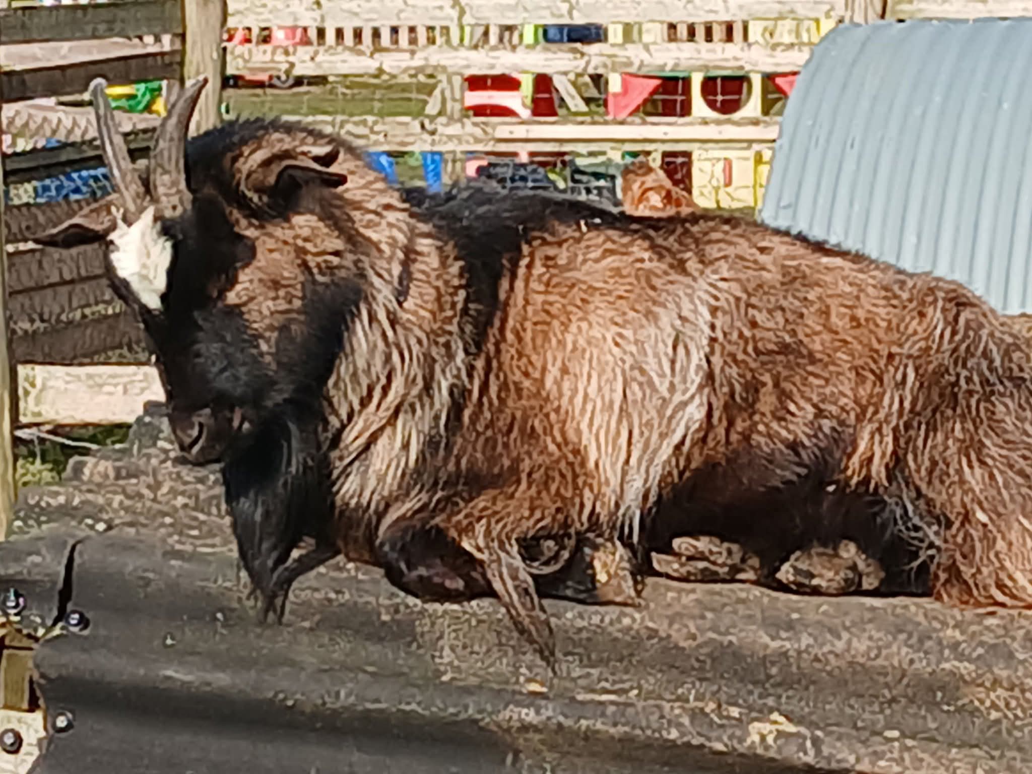 🐰 Family Fun Day 2025 - Animal Edge Farm, Millbrook at Animal Edge, Fordfield Road, Millbrook
MK45 2HZ | Advance Booking, Animals, Attractions, Baby/Toddlers, Family, Food/Drink, Fun, Half Term, Kids, Low Cost, Play Area, Ticket Event, Outdoor | Suitable for: Children, Family, Free Parking, Parking Onsite, Toilets 🐰 Family Fun Day 2025 - Animal Edge Farm, Millbrook - Event Image 11 August 25, 2025 10:00 AM