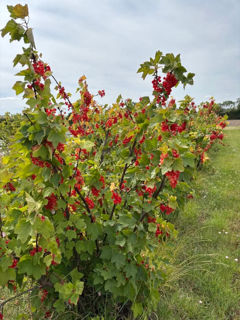 🍓 Pick Your Own - Grove Farm, Ivinghoe at Grove Farm, Great Gap, Ivinghoe, Leighton Buzzard LU7 9DZ | Adults, Baby/Toddlers, Date Idea, Food/Drink, Free Entry, Kids, Outdoor, Teens | Suitable for: Accessible, Children, Family, Free Parking, Parking Onsite, Toilets 🍓 Pick Your Own - Grove Farm, Ivinghoe - Event Image 2 July 12, 2025 10:00 AM