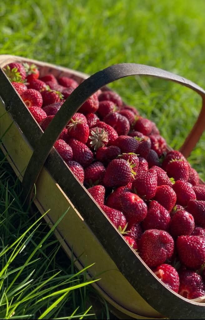🍓 Pick Your Own - Grove Farm, Ivinghoe at Grove Farm, Great Gap, Ivinghoe, Leighton Buzzard LU7 9DZ | Adults, Baby/Toddlers, Date Idea, Food/Drink, Free Entry, Kids, Outdoor, Teens | Suitable for: Accessible, Children, Family, Free Parking, Parking Onsite, Toilets 🍓 Pick Your Own - Grove Farm, Ivinghoe - Event Image 4 July 12, 2025 10:00 AM