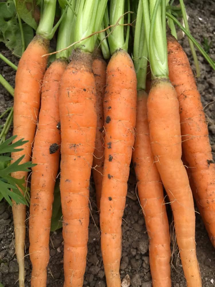 🍓 Pick Your Own - Grove Farm, Ivinghoe at Grove Farm, Great Gap, Ivinghoe, Leighton Buzzard LU7 9DZ | Adults, Baby/Toddlers, Date Idea, Food/Drink, Free Entry, Kids, Outdoor, Teens | Suitable for: Accessible, Children, Family, Free Parking, Parking Onsite, Toilets 🍓 Pick Your Own - Grove Farm, Ivinghoe - Event Image 5 July 12, 2025 10:00 AM