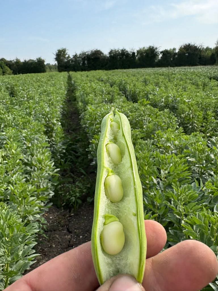 🍓 Pick Your Own - Grove Farm, Ivinghoe at Grove Farm, Great Gap, Ivinghoe, Leighton Buzzard LU7 9DZ | Adults, Baby/Toddlers, Date Idea, Food/Drink, Free Entry, Kids, Outdoor, Teens | Suitable for: Accessible, Children, Family, Free Parking, Parking Onsite, Toilets 🍓 Pick Your Own - Grove Farm, Ivinghoe - Event Image 6 July 12, 2025 10:00 AM