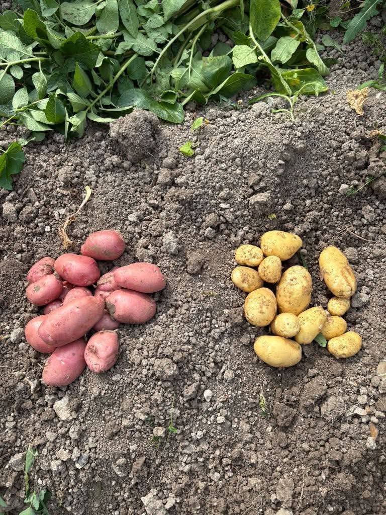 🍓 Pick Your Own - Grove Farm, Ivinghoe at Grove Farm, Great Gap, Ivinghoe, Leighton Buzzard LU7 9DZ | Adults, Baby/Toddlers, Date Idea, Food/Drink, Free Entry, Kids, Outdoor, Teens | Suitable for: Accessible, Children, Family, Free Parking, Parking Onsite, Toilets 🍓 Pick Your Own - Grove Farm, Ivinghoe - Event Image 7 July 12, 2025 10:00 AM