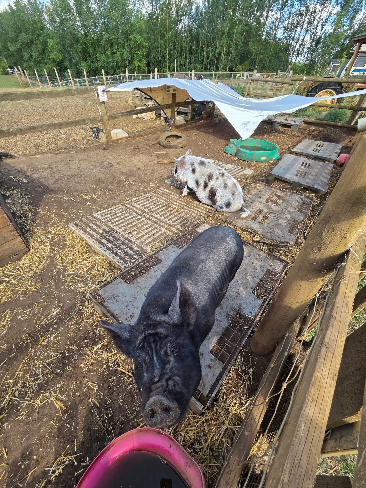 🐰 Family Fun Day 2025 - Animal Edge Farm, Millbrook - Event Image 17 August 25, 2025 10:00 AM