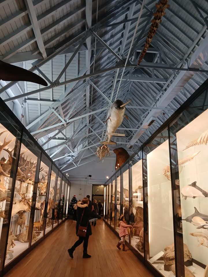 🐋 Free Ocean Exploration - Tring Museum at Tring Natural History Museum,
Akeman Street
Tring
Hertfordshire HP23 6AP | Activities, Advance Booking, Animals, Attractions, Baby/Toddlers, Creative, Education, Family, Free, Free Entry, Fun, Half Term, Indoor, Kids, Rainy Days, Teens | Suitable for: Accessible, Children, Free Parking, Toilets, Wheelchair Friendly, Blue Badge Parking 🐋 Free Ocean Exploration - Tring Museum - Event Image 2 August 05, 2025 10:30 AM
