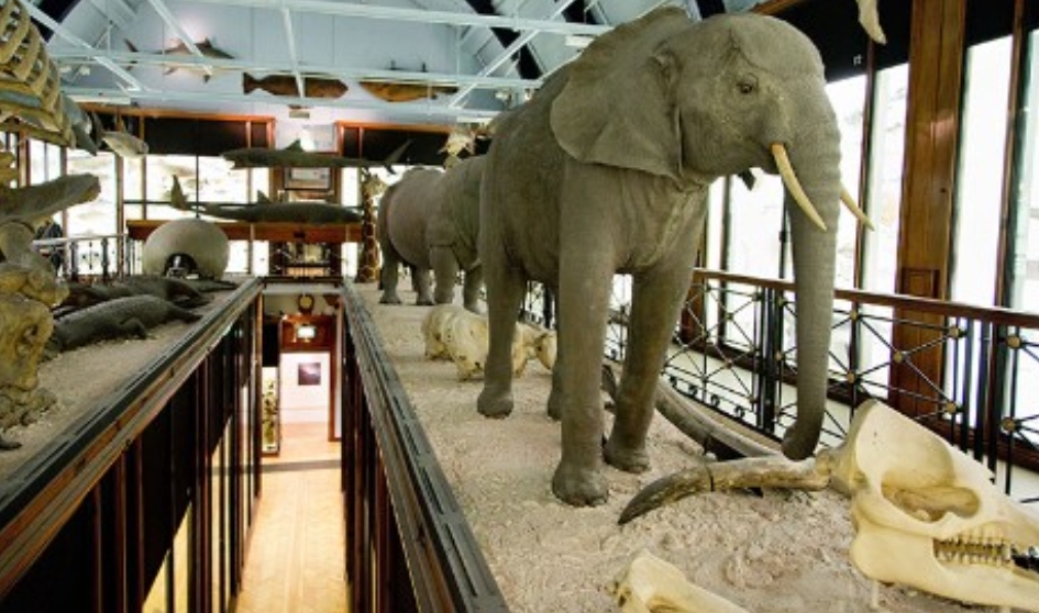 🐒 SENDsational Morning at Tring Natural History Museum at Tring Natural History Museum,
Akeman Street
Tring
Hertfordshire HP23 6AP | Advance Booking, Animals, Baby/Toddlers, Education, Family, Free, Free Entry, Fun, Half Term, Indoor, Kids, Rainy Days, SEN, Teens, Ticket Event, Activities | Suitable for: Accessible, Baby Changing, Blue Badge Parking, Children, Family, Free Parking, SEN, Toilets, Wheelchair Friendly 🐒 SENDsational Morning at Tring Natural History Museum - Event Image 4 August 17, 2025 10:00 AM