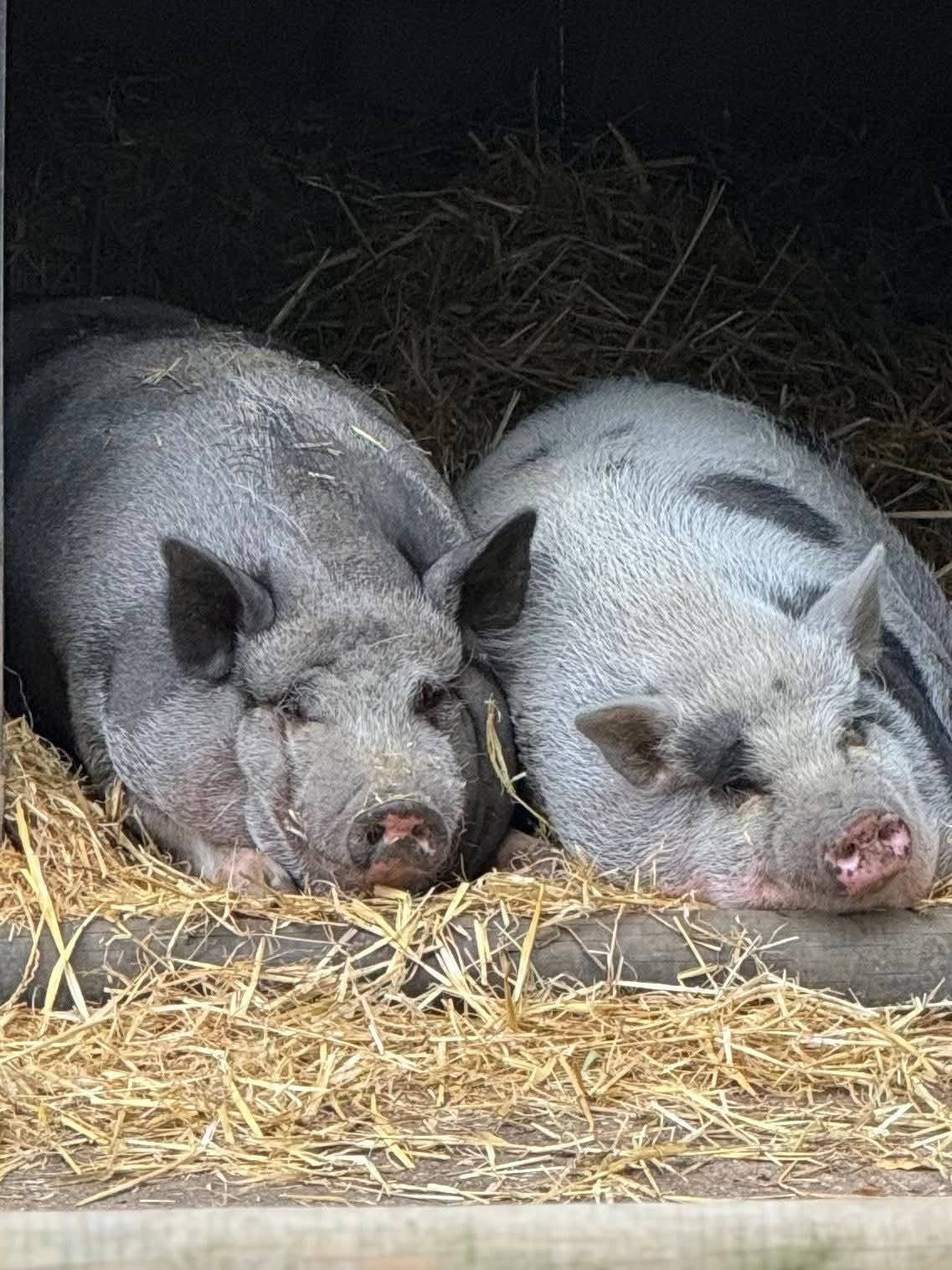 🐷 Curly Tails - Newton Long ville, Milton Keynes at Curly Tails
19 Drayton Rd, Newton Longville, Milton Keynes MK17 | Animals, Family, Kids, Low Cost, Outdoor, Pay On Entry | Suitable for: Children, Family, Accessible 🐷 Curly Tails - Newton Long ville, Milton Keynes - Event Image 5 September 06, 2025 12:00 PM