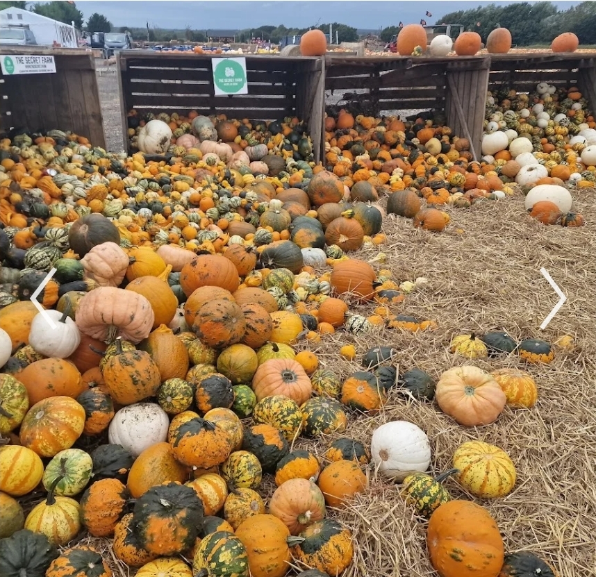 🎃 Secret Pumpkin PYO 2025 - The Secret Farm,  Moggerhanger  - Event Image 3 October 26, 2025 10:00 AM