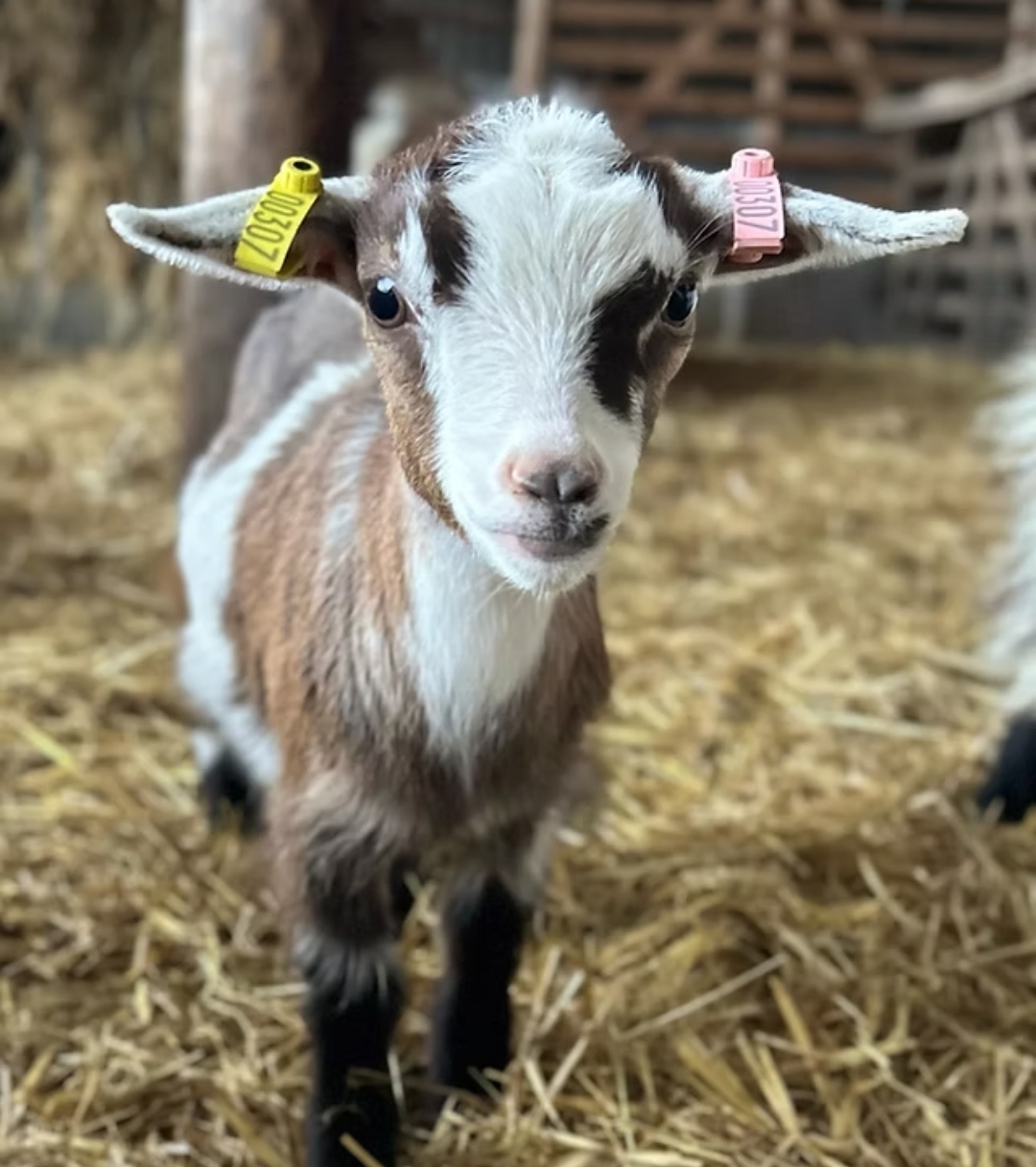 🐷 Free Entry Farm - Knotts of Tempsford at Knotts of Tempsford
Tingeys Farm, Station Road,
Tempsford SG19 2AY | Activities, Animals, Education, Family, Food/Drink, Free Entry, Fun, Kids, Outdoor, Play Area | Suitable for: Children, Family, Free Parking, Parking Onsite, Toilets 🐷 Free Entry Farm - Knotts of Tempsford - Event Image 5 October 16, 2025 09:00 AM