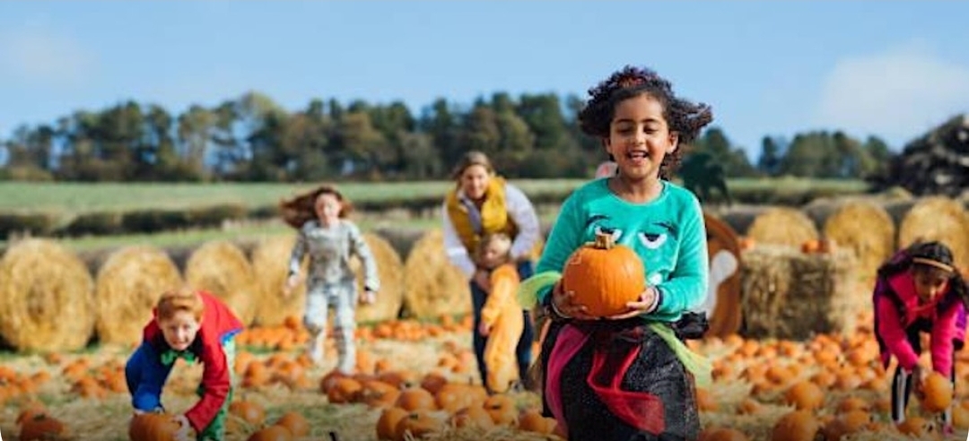 🎃 Pick a Pumpkin Family Fun 2025 - Barnwell Nursery, Ridgemont - Event Image 2 October 27, 2025 10:00 AM