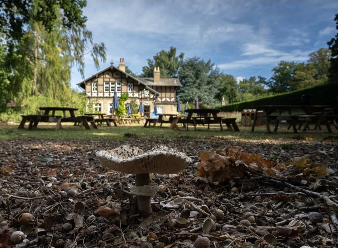 🦔 Woodland Friends Trail 2025 - RSPB The Lodge at RSPB The Lodge, Potton Road, Sandy, Beds, SG19 2DL | Activities, Baby/Toddlers, Education, Family, Fun, Low Cost, Outdoor, Parks, Walks, Kids, Play Parks | Suitable for: Children, Family, Parking Onsite, Toilets, Baby Changing, Blue Badge Parking 🦔 Woodland Friends Trail 2025 - RSPB The Lodge - Event Image 2 October 25, 2025 10:00 AM