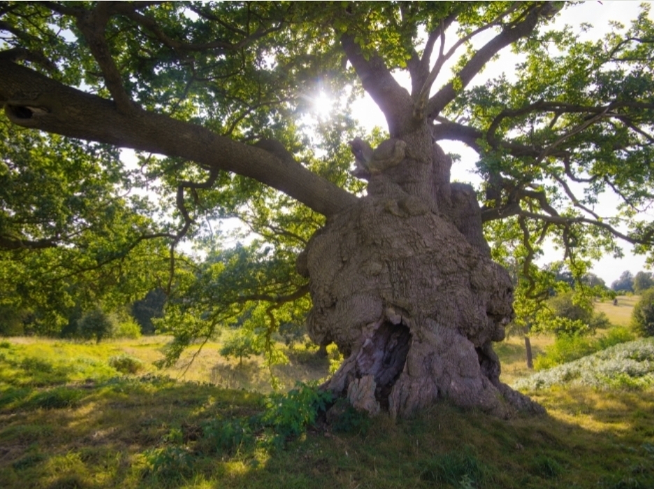 🧙♀️ Witches & Wizards Week 2025 - Hatfield House at Hatfield House, Park & Gardens, Hatfield AL9 5HX | Activities, Advance Booking, Baby/Toddlers, Education, Family, Fun, Half Term, History & Heritage, Nightlife, Outdoor, Parks, Seasonal, Ticket Event, Walks | Suitable for: Children, Family, Free Parking, Parking Onsite, Toilets 🧙♀️ Witches & Wizards Week 2025 - Hatfield House - Event Image 3 October 30, 2025 11:00 AM