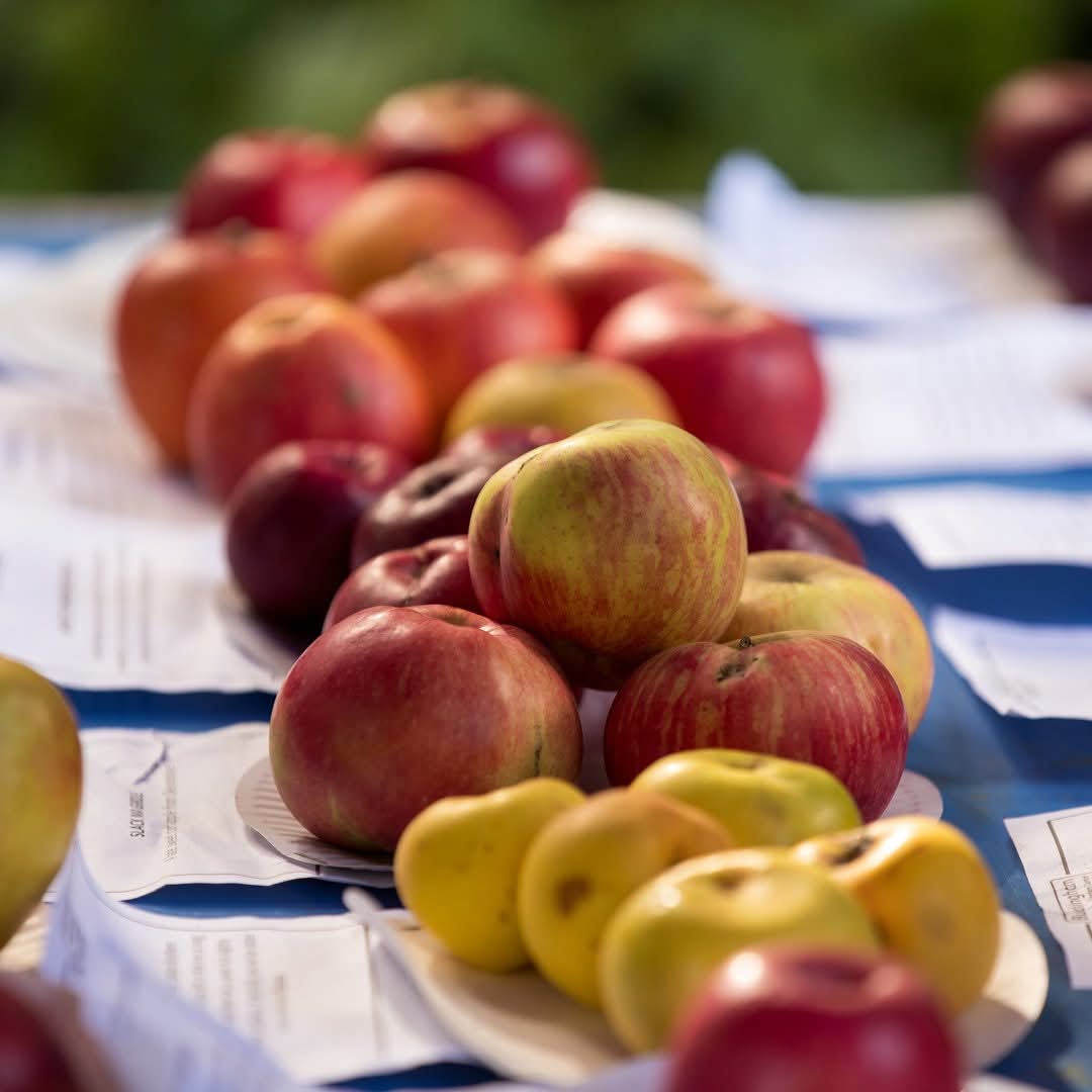 🍎 Apple Day October 2025 - Woughton on the Green Community Orchard, Milton Keynes at Woughton on the Green Community Orchard,
Newport Rd, Woughton on the Green, Milton Keynes MK6 3BS | Activities, Adults, Annual, Baby/Toddlers, Charity, Education, Entertainment, Family, Food/Drink, Free Entry, Kids, Music, Outdoor, Parks, Stalls | Suitable for: Children, Family, Toilets 🍎 Apple Day October 2025 - Woughton on the Green Community Orchard, Milton Keynes - Event Image 4 October 18, 2025 12:00 PM