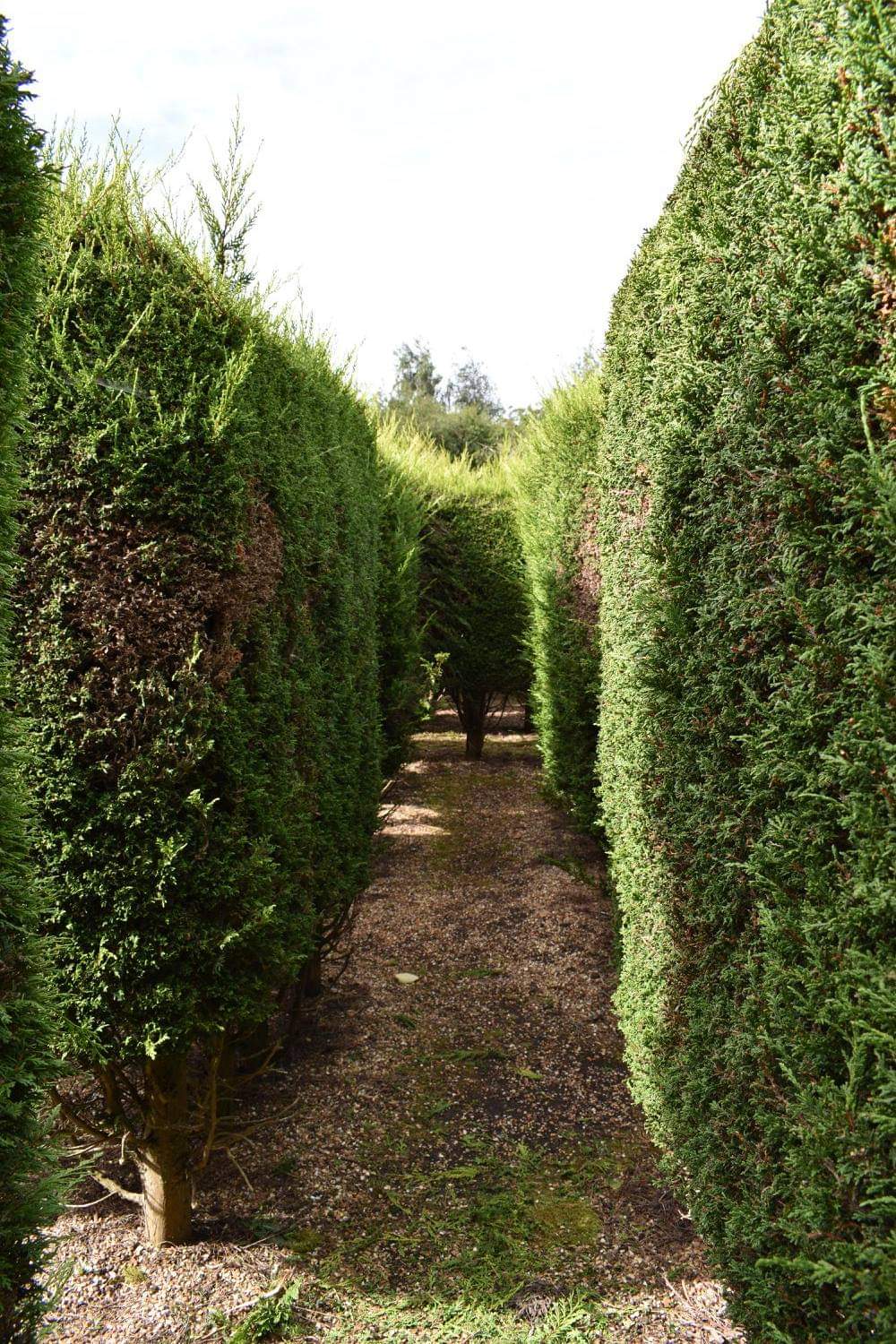 🌸THE MAZE SHEFFORD  - Event Image 8 August 26, 2024 02:00 PM