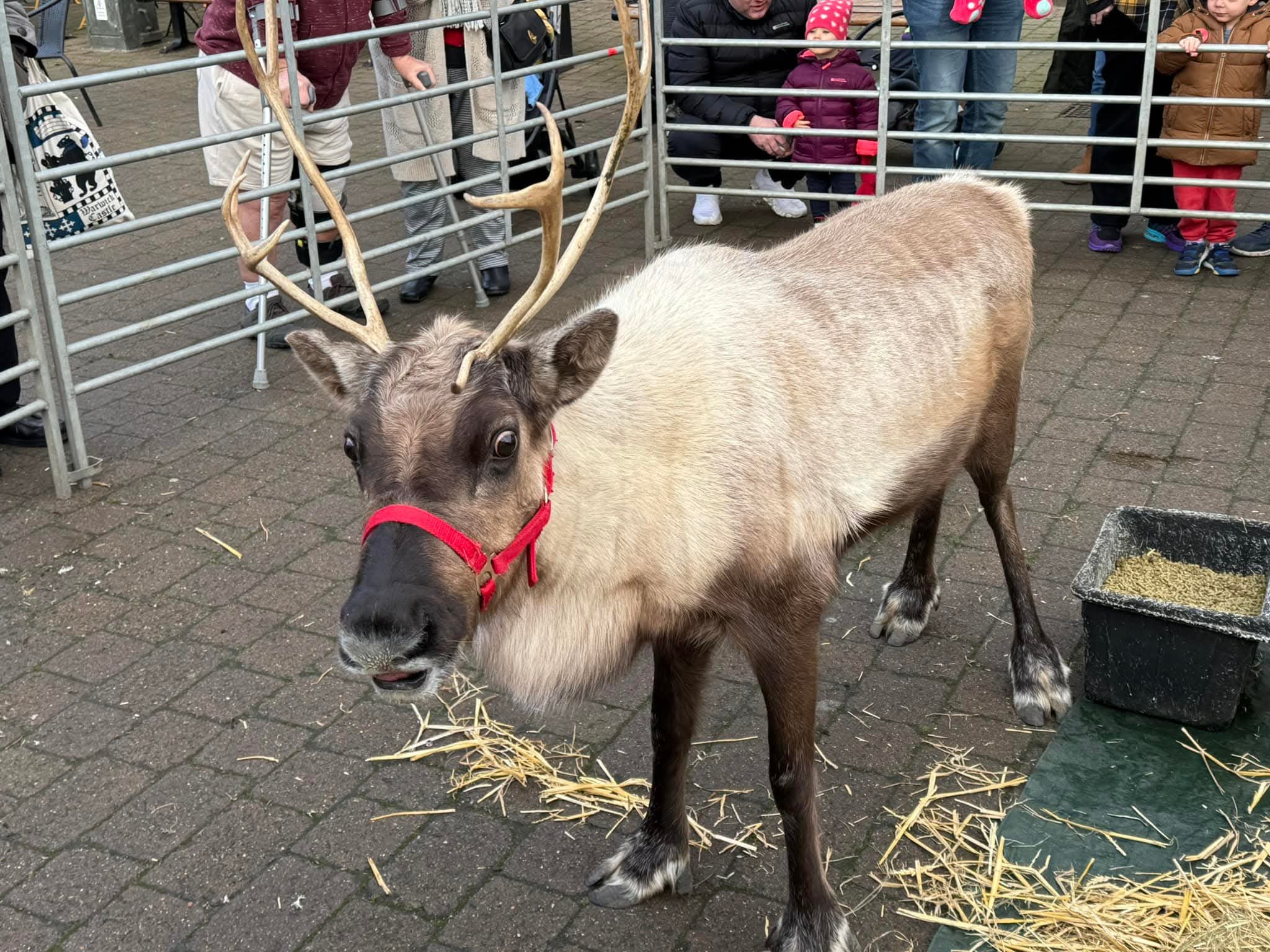 🦌 Reindeer in the Square 2025 - Biggleswade  - Event Image 2 December 14, 2025 10:00 AM